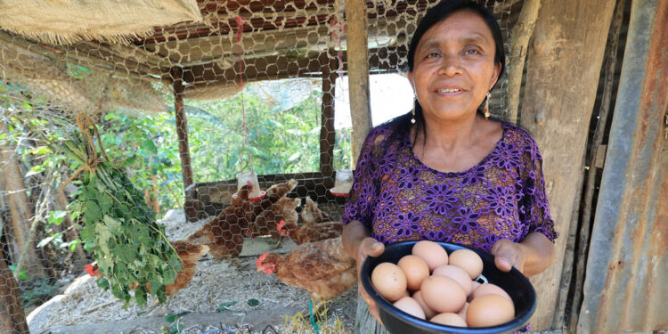 Gallinas que transforman vidas en Alta Verapaz