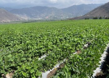 Guatemala se posiciona como exportador de productos orgánicos