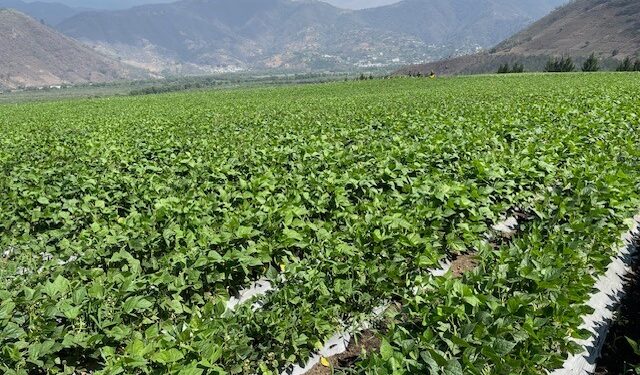 Guatemala se posiciona como exportador de productos orgánicos