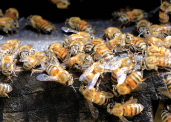 Hemos exportado miel de abeja por más de Q2.2 millones