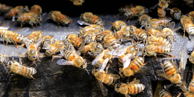 Hemos exportado miel de abeja por más de Q2.2 millones