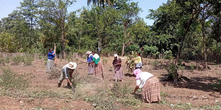 Huerto comunitario beneficiará a 20 familias de la comunidad Choctun Basila, Cobán