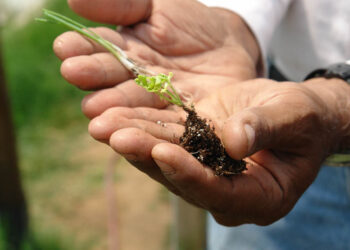 Impulsan proyectos agrícolas con sostenibilidad ambiental en Alta Verapaz