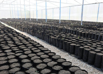 Innovan invernadero y esperan producir 17 mil plantas de limón