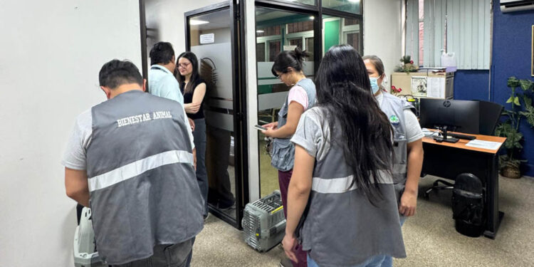 Jornada de esterilización felina en el Hospital General San Juan de Dios