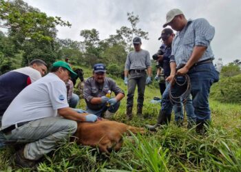 Las cuatro acciones clave para prevenir y controlar el Gusano Barrenador del Ganado