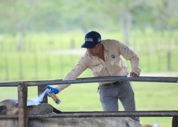 Lucha contra el Gusano Barrenador implica un esfuerzo regional