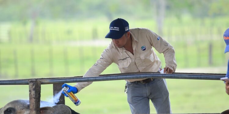 Lucha contra el Gusano Barrenador implica un esfuerzo regional