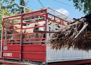 Más de 79 animales inspeccionados en puestos de control por Gusano Barrenador del Ganado