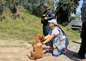 Operativo conjunto permite el decomiso de un canino