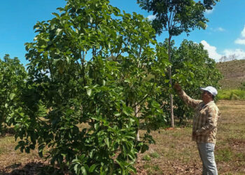 Pequeños productores peteneros fortalecen sus cultivos con innovación y asistencia