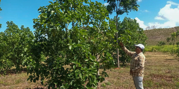 Pequeños productores peteneros fortalecen sus cultivos con innovación y asistencia