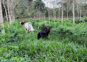 Petén avanza hacia una ganadería sin deforestación