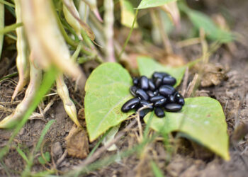 Prepárese para una semana de lluvia, debido a una Onda del Este
