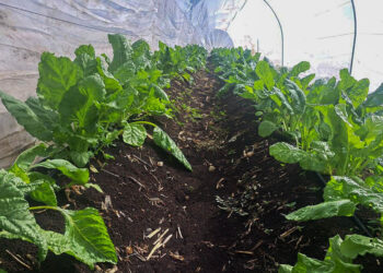 Productores de Petén reciben apoyo técnico para mejorar cultivos