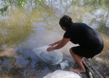 Productores peteneros reciben alevines de tilapia