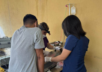 Realizan jornada de esterilización felina en Quetzaltenango