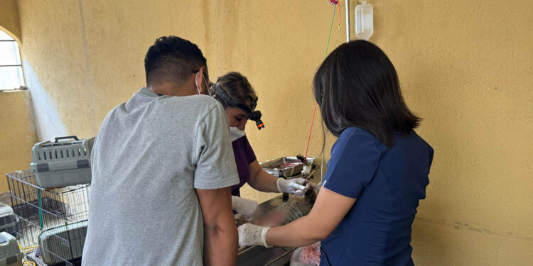 Realizan jornada de esterilización felina en Quetzaltenango