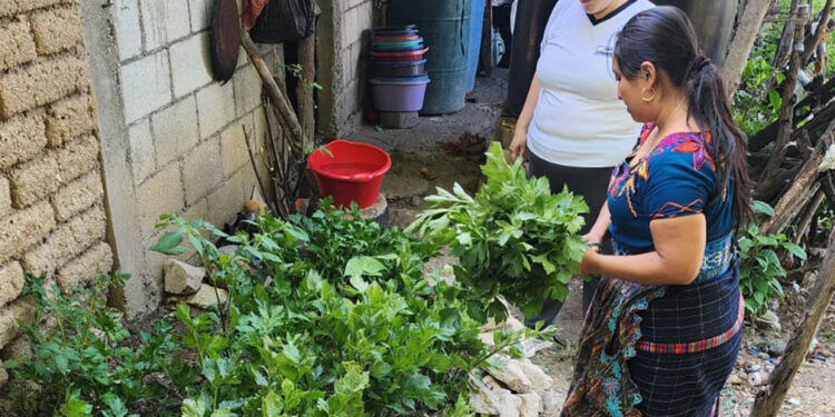 Se apoyan los emprendimientos agrícolas de Chuarrancho