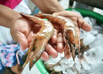 Han sido exportados más de Q14 millones en camarón a Taiwán