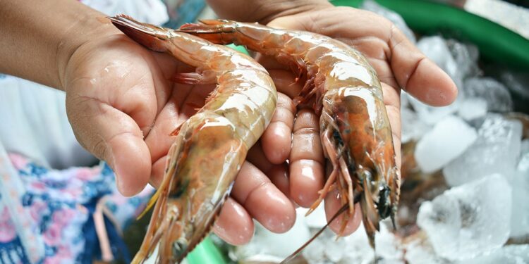 Han sido exportados más de Q14 millones en camarón a Taiwán