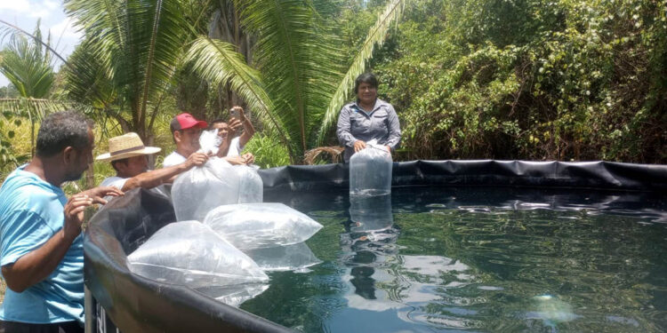 Se impulsa producción acuícola en Las Cruces