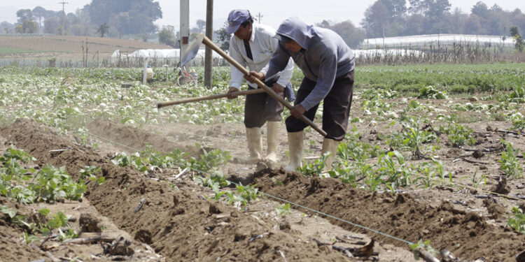 Sector agropecuario debe prepararse ante el inicio de la temporada lluviosa
