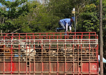 Sube a 86 mil el número de animales inspeccionados ante emergencia del Gusano Barrenador del Ganado