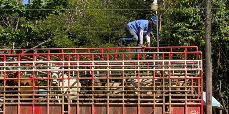 Sube a 86 mil el número de animales inspeccionados ante emergencia del Gusano Barrenador del Ganado