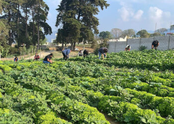 Verifican proyectos para ser elegibles al programa Alimentos por Acciones