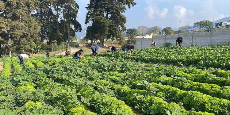 Verifican proyectos para ser elegibles al programa Alimentos por Acciones