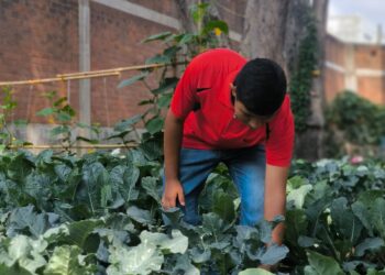 Remozamiento permite sembrar sueños en un huerto escolar