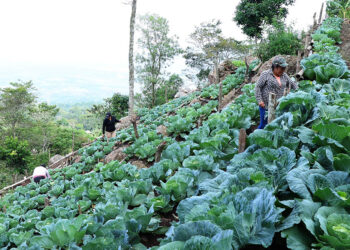 Más allá del maíz: el valor de proteger la agrobiodiversidad