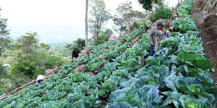 Más allá del maíz: el valor de proteger la agrobiodiversidad