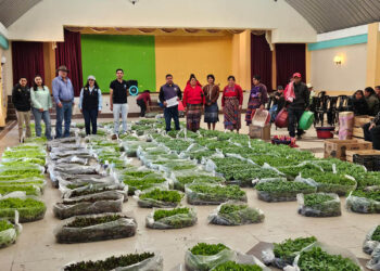 Quetzaltenango: entregan 275 mil pilones de hortalizas para huertos familiares