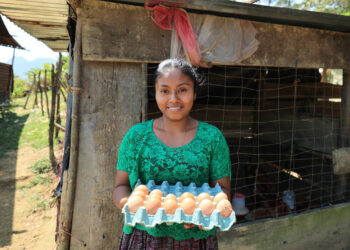 Proyecto de gallinas ponedoras transforma la vida de familias rurales en Alta Verapaz
