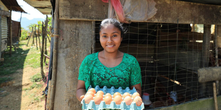 Proyecto de gallinas ponedoras transforma la vida de familias rurales en Alta Verapaz