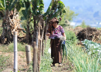 Producción sostenible y leña para el hogar: ventajas del cultivo en callejón