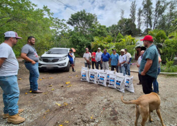 Agricultores de El Progreso reciben semillas de maíz de alto rendimiento