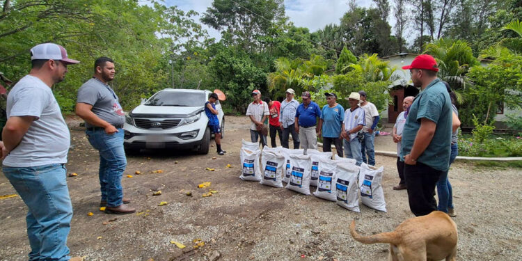 Agricultores de El Progreso reciben semillas de maíz de alto rendimiento