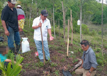 Agricultores de Petén conocen la semilla de maíz con alta calidad de proteína