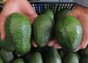 Avanza plan operativo para exportar aguacate Hass a EE.UU.