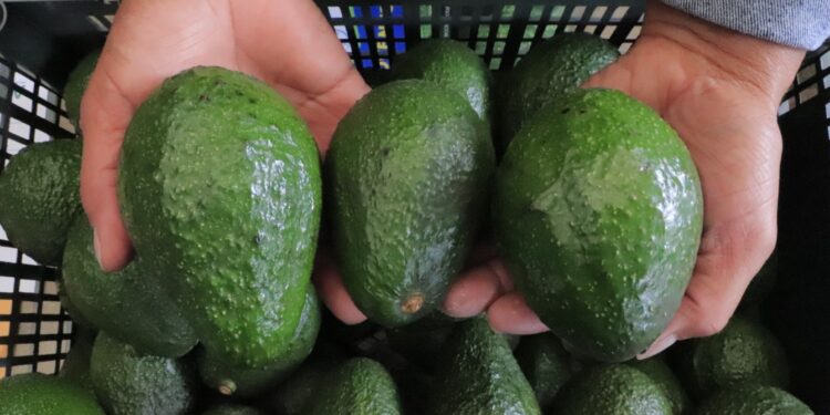 Avanza plan operativo para exportar aguacate Hass a EE.UU.