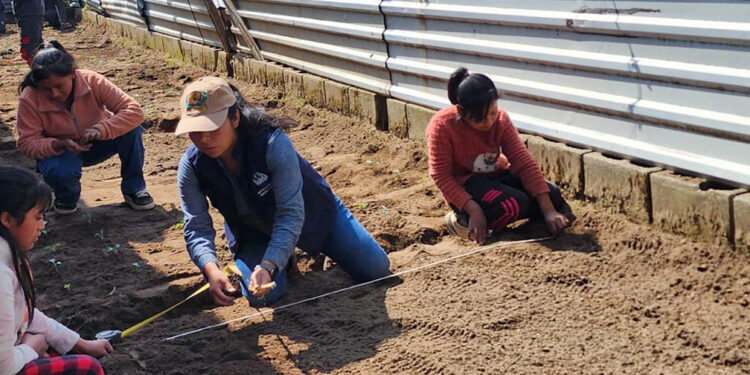 Alumnos de Totonicapán aprenden de agricultura en huerto escolar