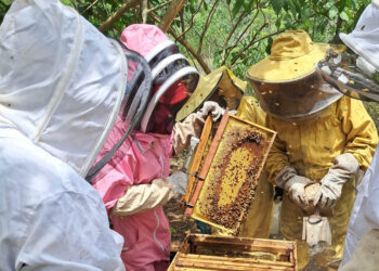 Avanza el IV Diplomado en Apicultura Tropical