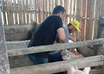 Brindan asistencia técnica a productor porcino en Santa Ana