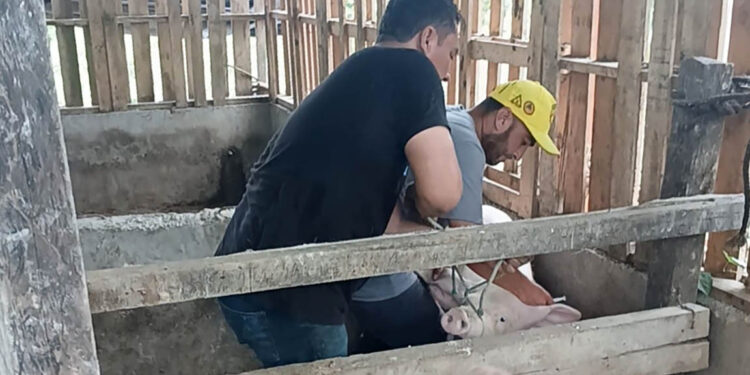 Brindan asistencia técnica a productor porcino en Santa Ana