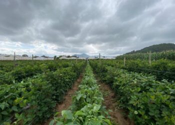Alerta Agropecuaria por incremento de saturación de suelos en zonas agrícolas