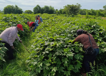 Comunidades de Santa Rosa avanzan para ser incluidas en el programa APA