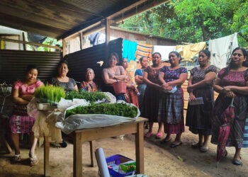 Con semillas y pilones se apoya producción agrícola de San Pedro Sacatepéquez